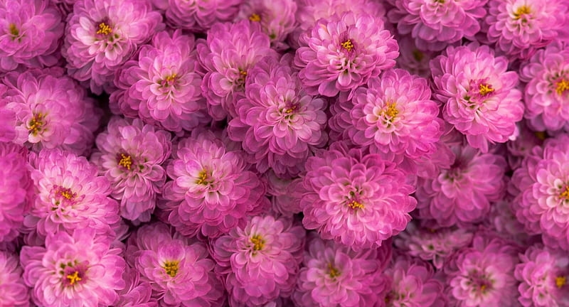 Pink flowers, autumn, chrysanthemum, texture, flower, pink, HD wallpaper