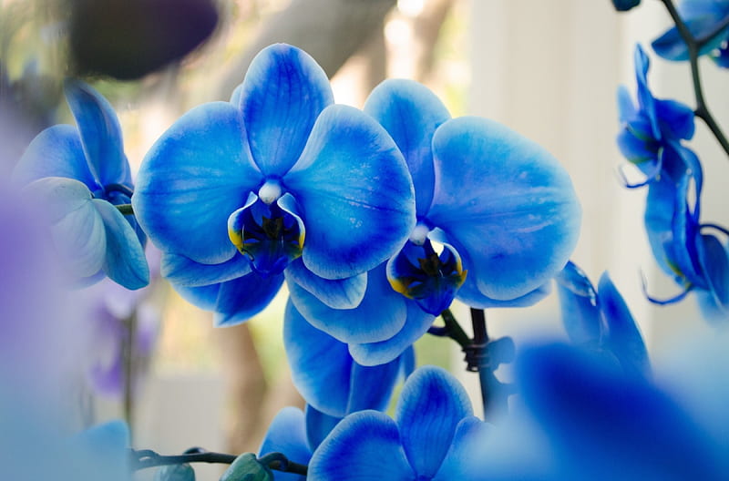 Blue Orchid, blossoms, color, petals, phalaenopsis, HD wallpaper