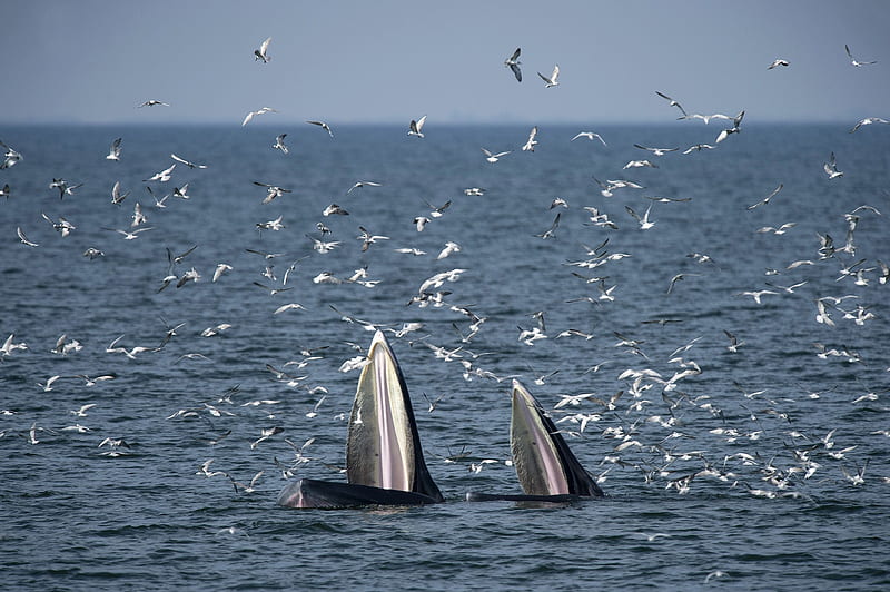 Brydes whales feeding, Gulf of Thailand, Feeding, Whales, Brydes, Anchovies, HD wallpaper
