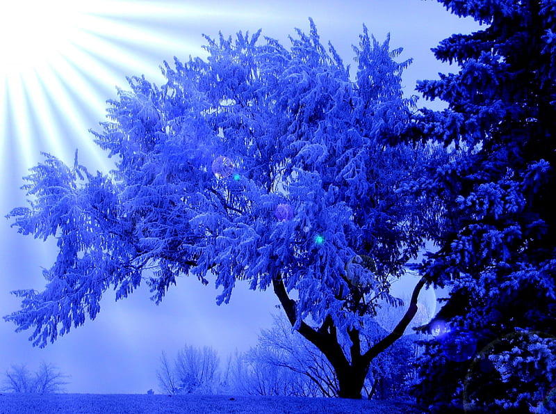 WINTER TREE, sun, glare, frost, HD wallpaper