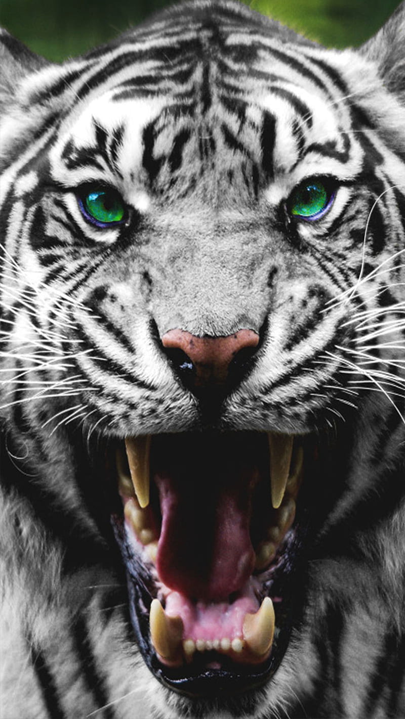 White Tiger, c, HD phone wallpaper