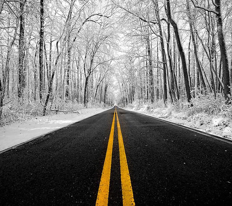 winter avenue, cold, road, snow, street, stripe, trees, white, HD wallpaper