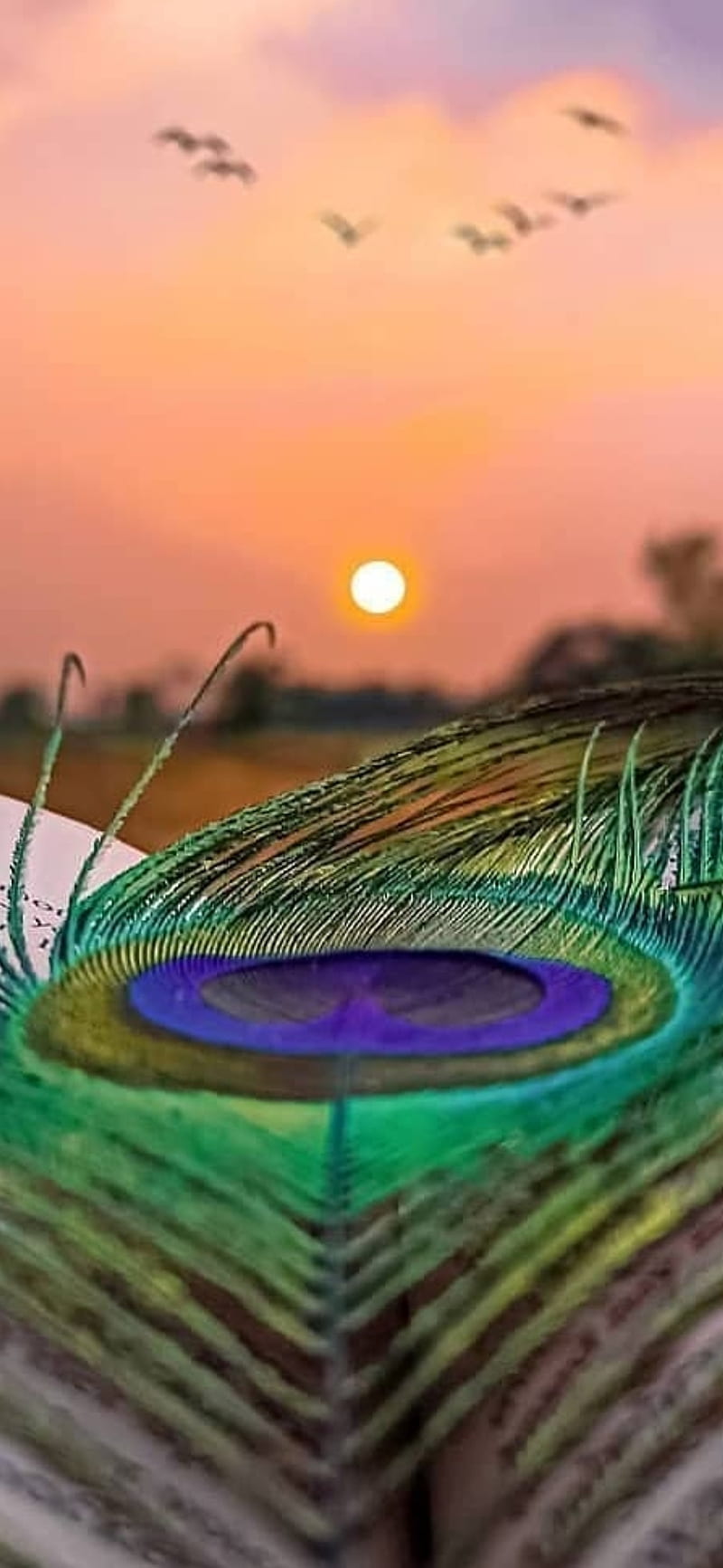 Krishna, amazing, life, peacock feather, sun, universe, wonderful ...