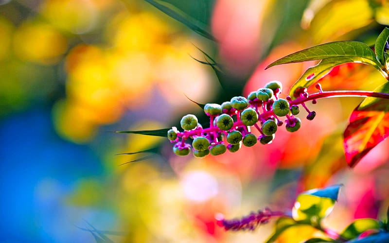Nature, Blur, , Colorful, Spring, Bokeh, Sunny, HD wallpaper