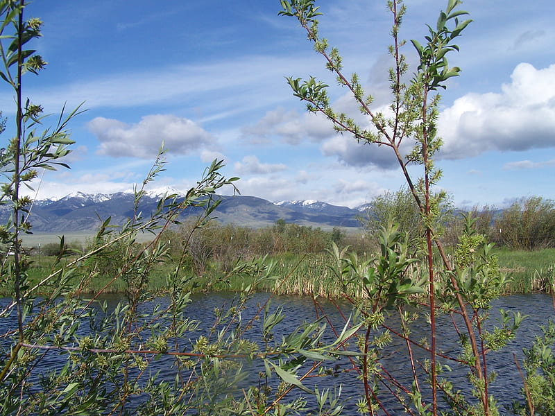 Meadow Pond, pond, water, grass, mountains, blue sky, clouds, bushes, HD wallpaper