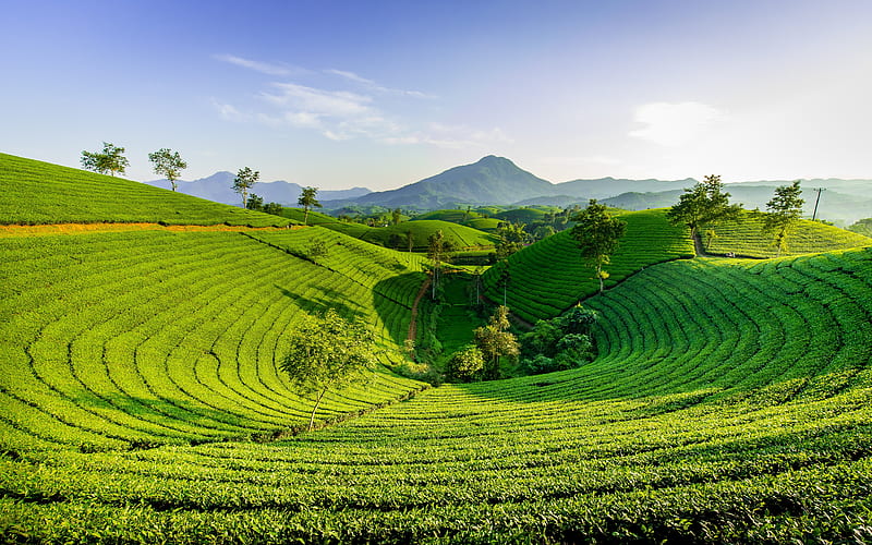 Man Made, Tea Plantation, Greenery, HD wallpaper