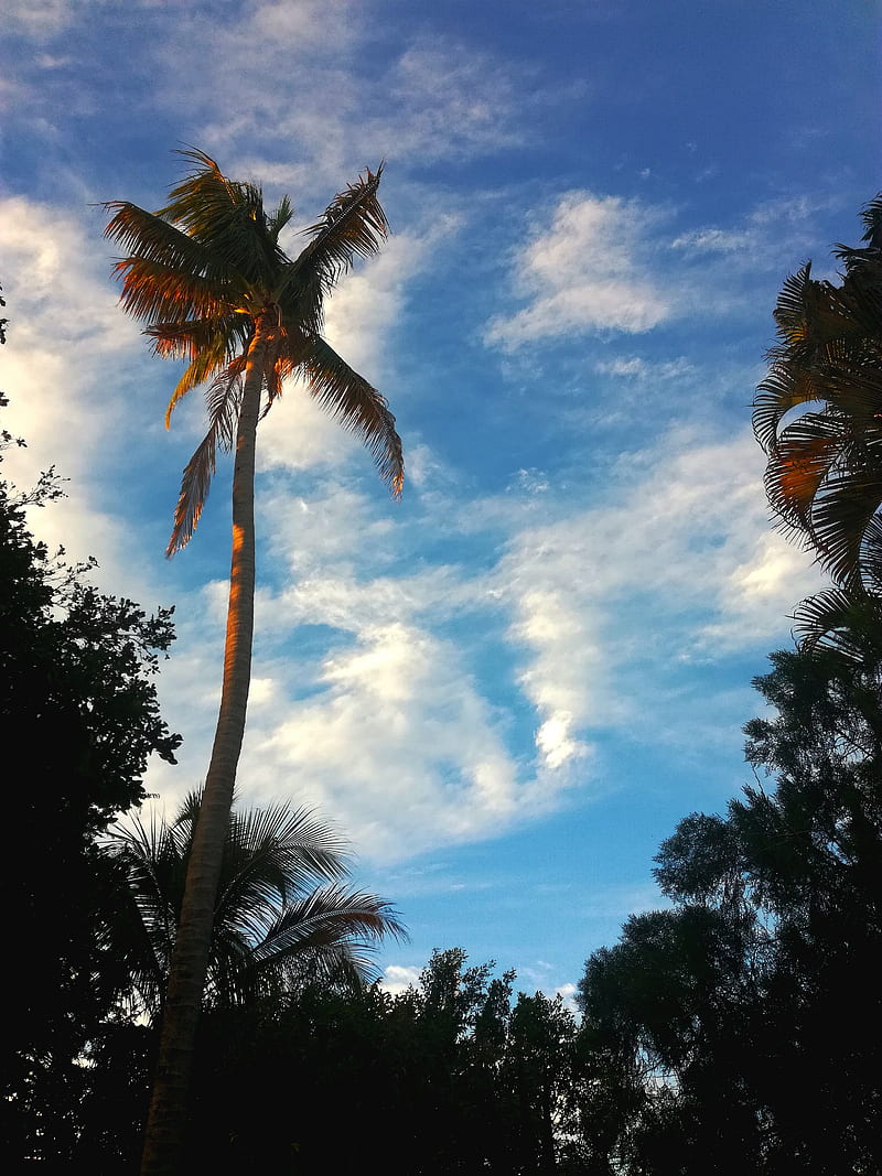 Palmera, calming, tropical, HD phone wallpaper