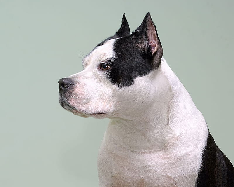 Pit Bull, cute, funny, animals, puppy, dog, HD wallpaper