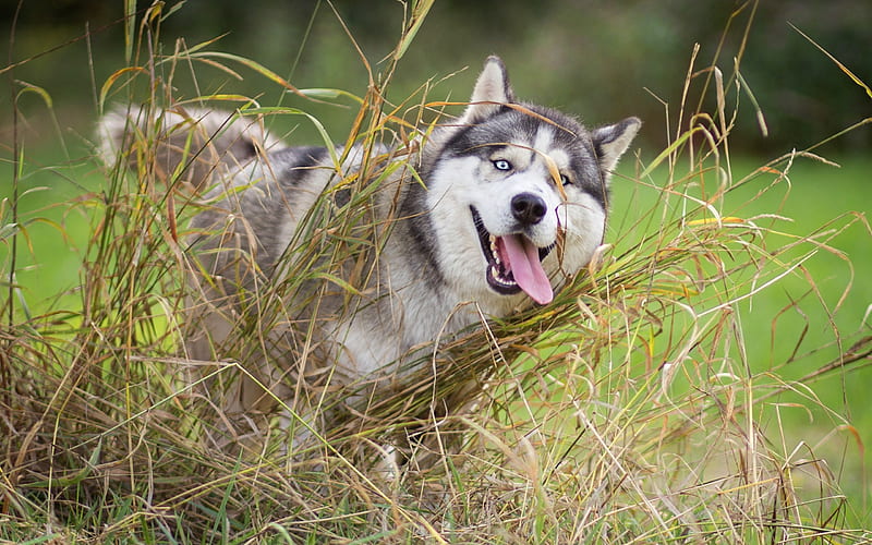 are siberian huskies playful