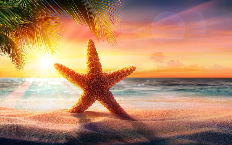starfish, sunset, sea, beach, palm trees, sand, HD wallpaper