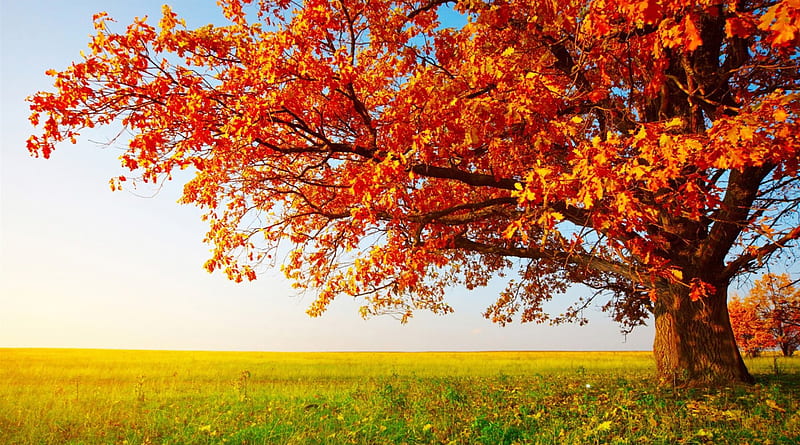 magnificent red oak on the prairie in autumn, red, autumn, tree, leaves, grass, prairie, HD wallpaper