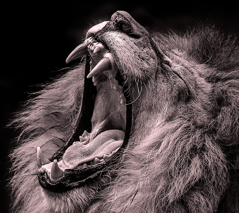 Lion, jaws, HD wallpaper