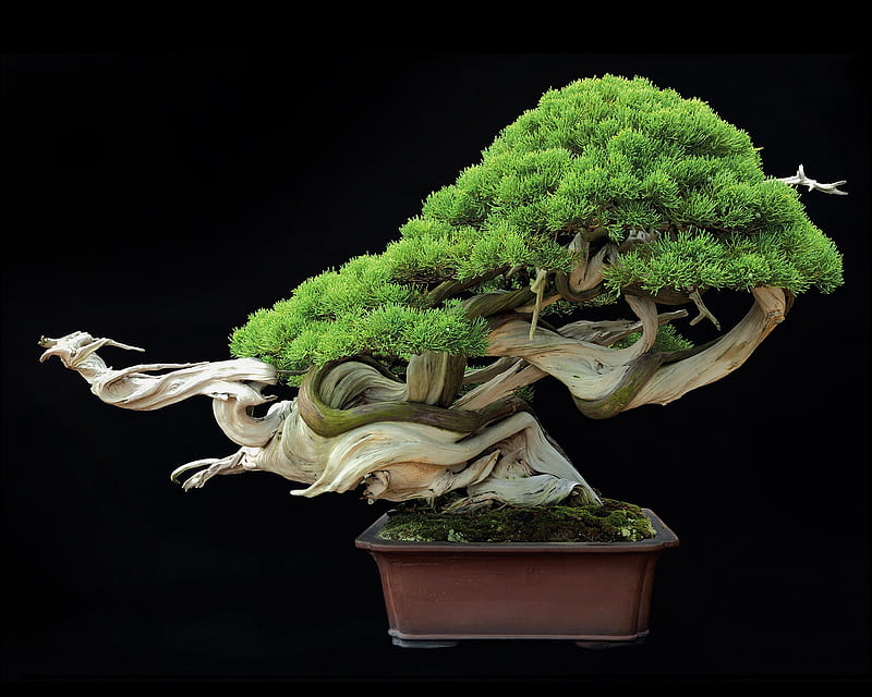 Brilliant Bonsai, theme, tree, HD wallpaper