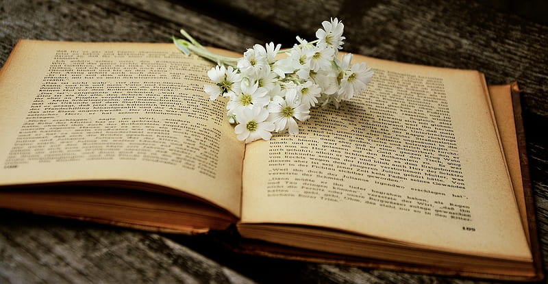Flowers on an old book, bonito, Old, Flowers, Book, HD wallpaper