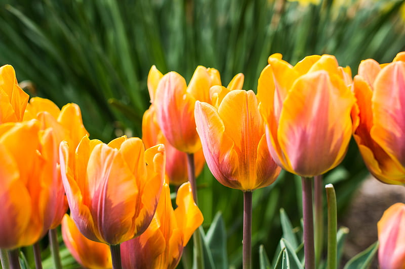 Tulips, Yellow, Flowers, Orange, Green, HD wallpaper