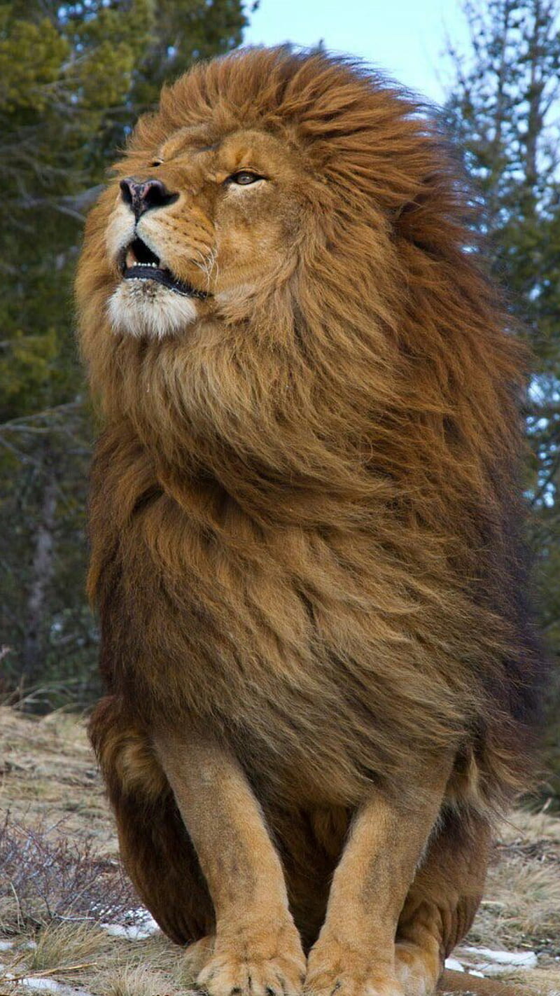 Lion, animal, king, wild, HD phone wallpaper