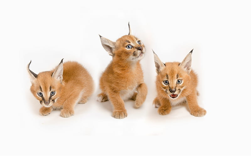lynx, caracals, small cubs, wild cats, steppe lynx, HD wallpaper