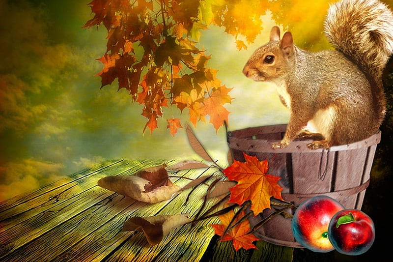 happy autumn day, fall, autumn, squirrel, aple, animals, HD wallpaper