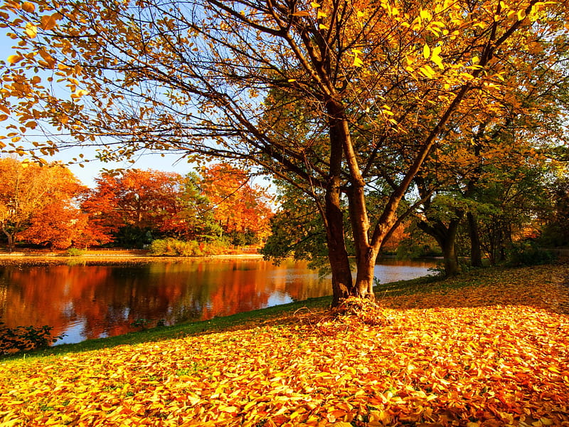 Autumn park, pretty, fall, autumn, calmness, lovely, bonito, park ...