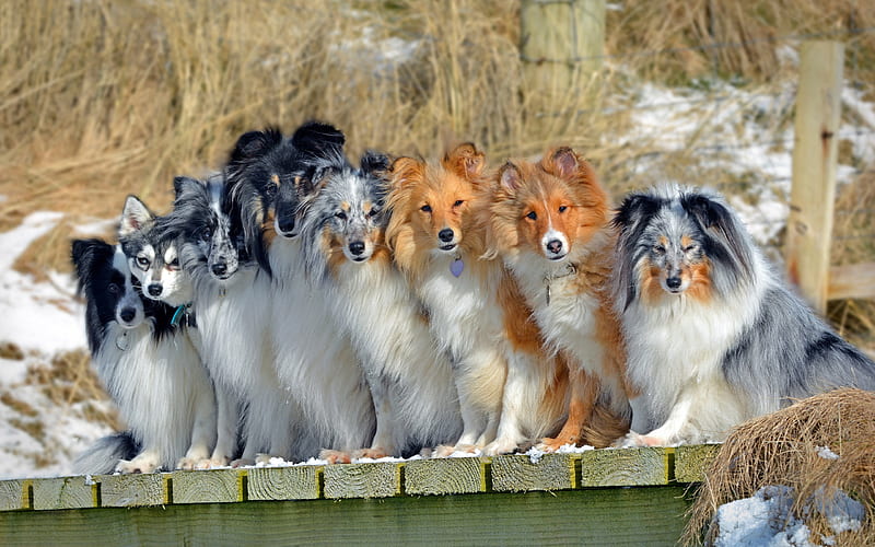 Alaskan Klee Kai, Border Collie, dogs, Shetland Sheepdog, Sheltie, cute dogs, breeds of good dogs, pets, HD wallpaper