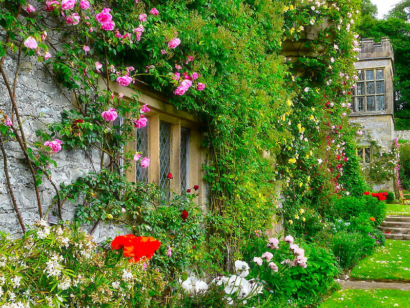 rose garden, garden, house, roses, english, HD wallpaper