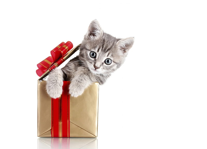:), gift, kitten, pisici, cat, animal, red, christmas, craciun, box, paw, cute, HD wallpaper