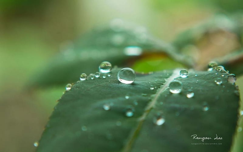 Raindrops II., raindrops, dew, drops, spring, abstract, leaf, dewdrops, leaves, graphy, macro, close-up, summer, rain, HD wallpaper