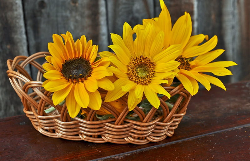 ๑~๑ Spoiled SunFlowers ๑~๑, home, yellow, bonito, sunflowers, love, bright, siempre, arrangement, brilliant, flowers, spoiled, table, centerpiece, happy, bouquet, optimistic, basket, nature, HD wallpaper