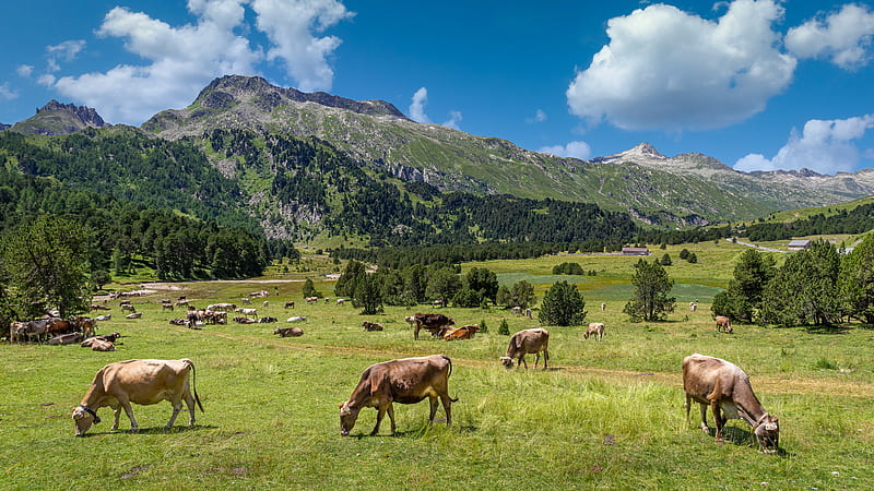 Animal, Cow, Alps, Herd, Mountain, Pasture, HD wallpaper