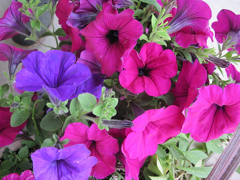 red and purple petunias in my little garden , graphy, purple, green, brown, flowers, nature, pink, petunias, HD wallpaper