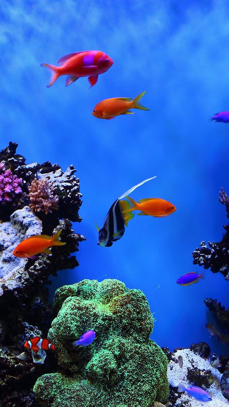 Fish, aquarium, sea, tropical, under, HD phone wallpaper | Peakpx