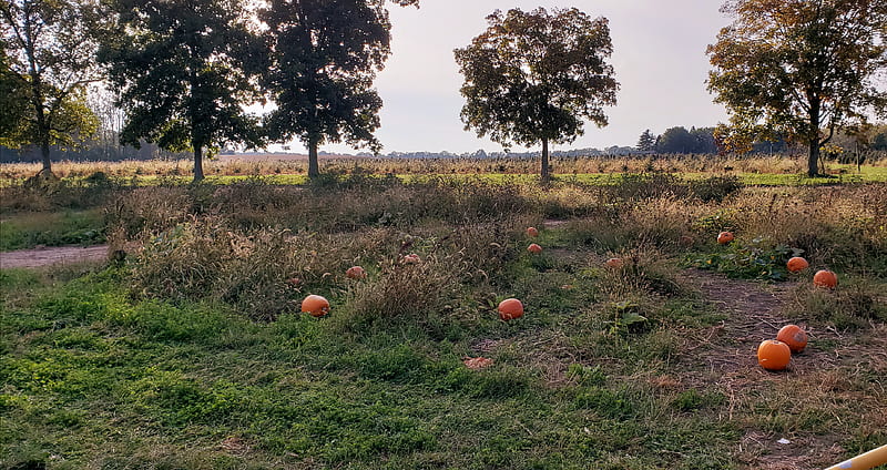 In The Pumpkin Patch, natural, landscape, pumpkins, autumn, fall, HD wallpaper