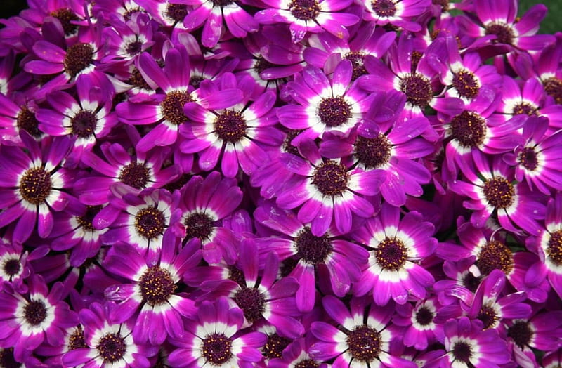 Beautiful Flowers, Violet, Flowers, Many, Cinetaria, HD wallpaper