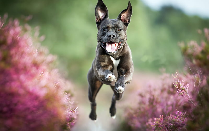Pit Bull, running dog, lavender, dogs, Pit Bull Terrier, gray Pit Bull, pets, Pit Bull Dog, HD wallpaper
