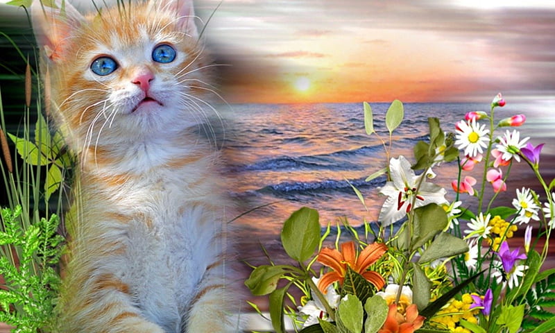 cats-beautiful-wave-art-sky-animal-kitten-nature-sunset-flowers wild, Meer, Blume, Cats, Sonne, Deutschland, HD wallpaper