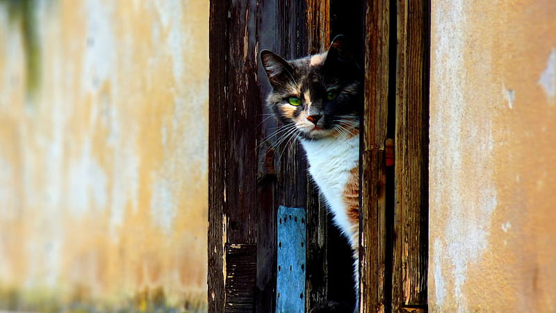 Venetian Cat, Cute, Cats, Calico, Animals, HD wallpaper