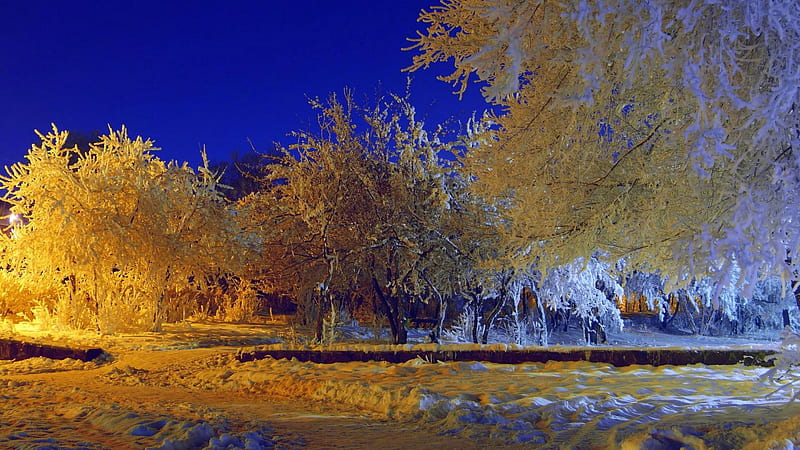 Frozen Trees, evening, snow, light, landscape, HD wallpaper