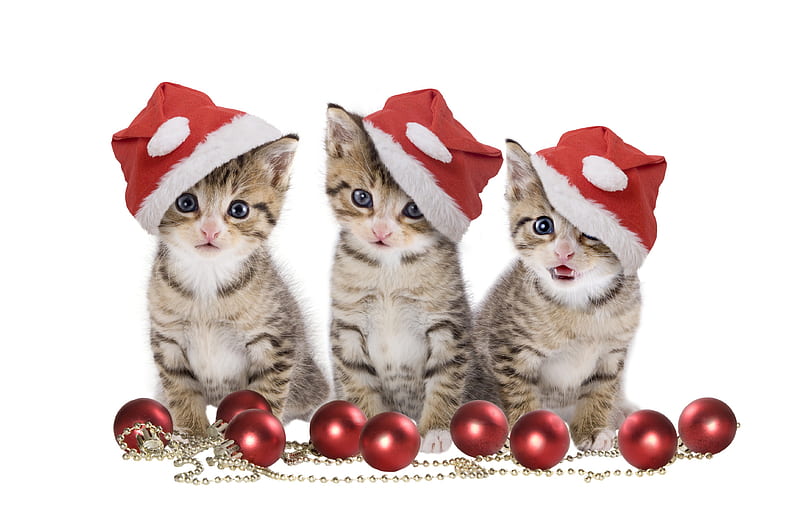 Christmas Cats, red, pretty, christmas balls, bonito, adorable, magic, cat eyes, red ball, xmas, sweet, ball, magic christmas, beauty, animals, hats, lovely, christmas, kitty, red balls, cat, cat face, hat, cute, paws, merry christmas, balls, eyes, cats, kitten, magoc, HD wallpaper