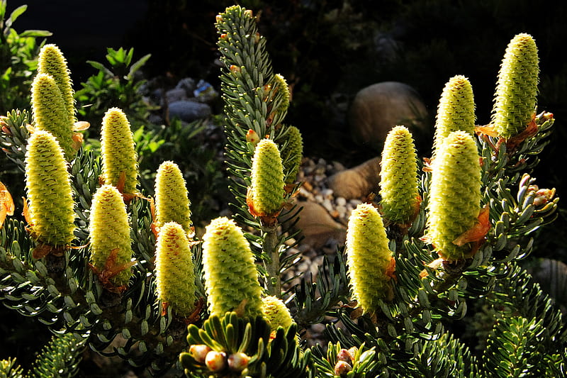 Pine cones, flowers, nature, green, HD wallpaper