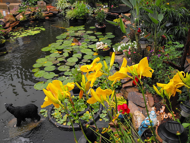 Flowers, yellow day lilies,pond, pond flowers, summer flowers, yellow daylilies, HD wallpaper