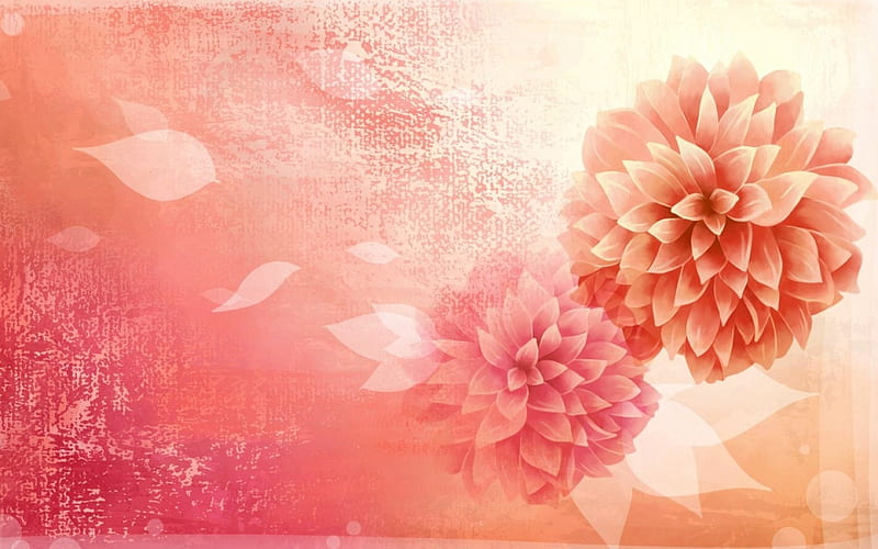 Dahlias, orange, texture, flowr, pink, card, HD wallpaper