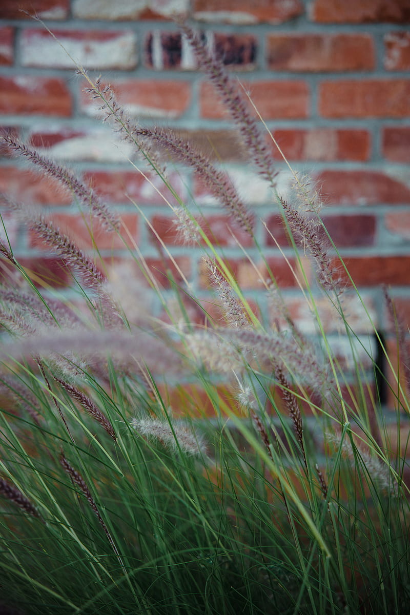 ears, grass, wind, brick wall, HD phone wallpaper