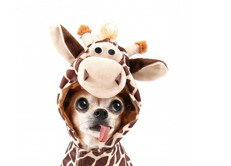 Funny face, chihuahua, caine, tongue, animal, card, funny, face, giraffe, white, puppy, dog, HD wallpaper