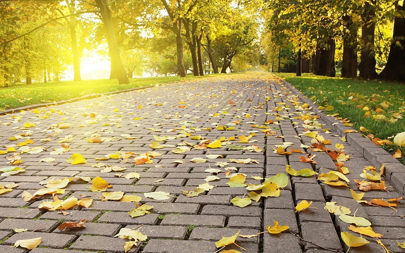 Sunny Autumn Alley, autumn, leaves on the ground, sunny, breezy, alley, HD wallpaper