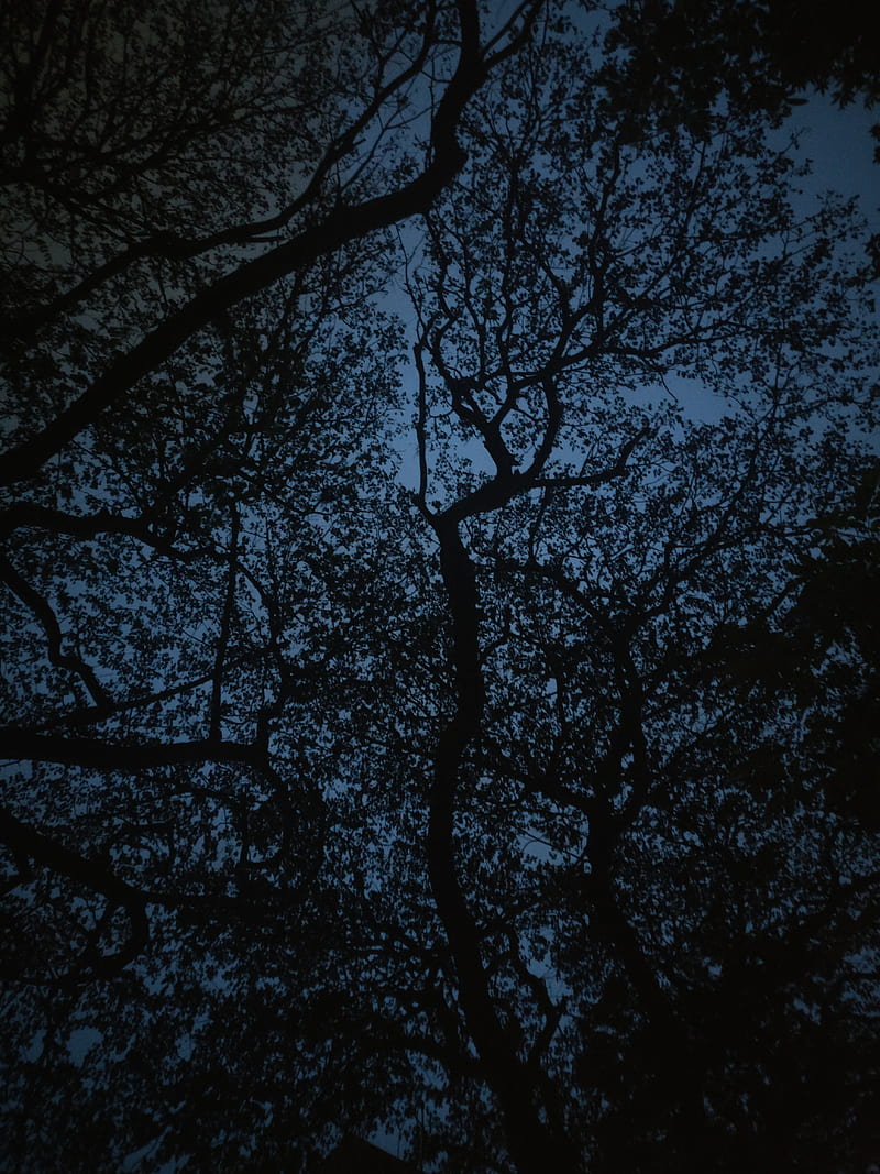 trees, branches, sky, dusk, dark, HD phone wallpaper