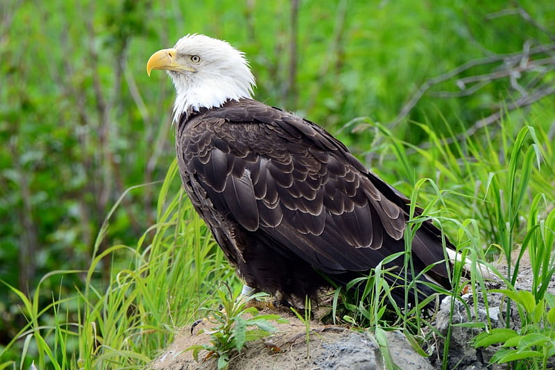 águila calva, descansando, vida silvestre, naturaleza, rapaz, Fondo de  pantalla HD | Peakpx