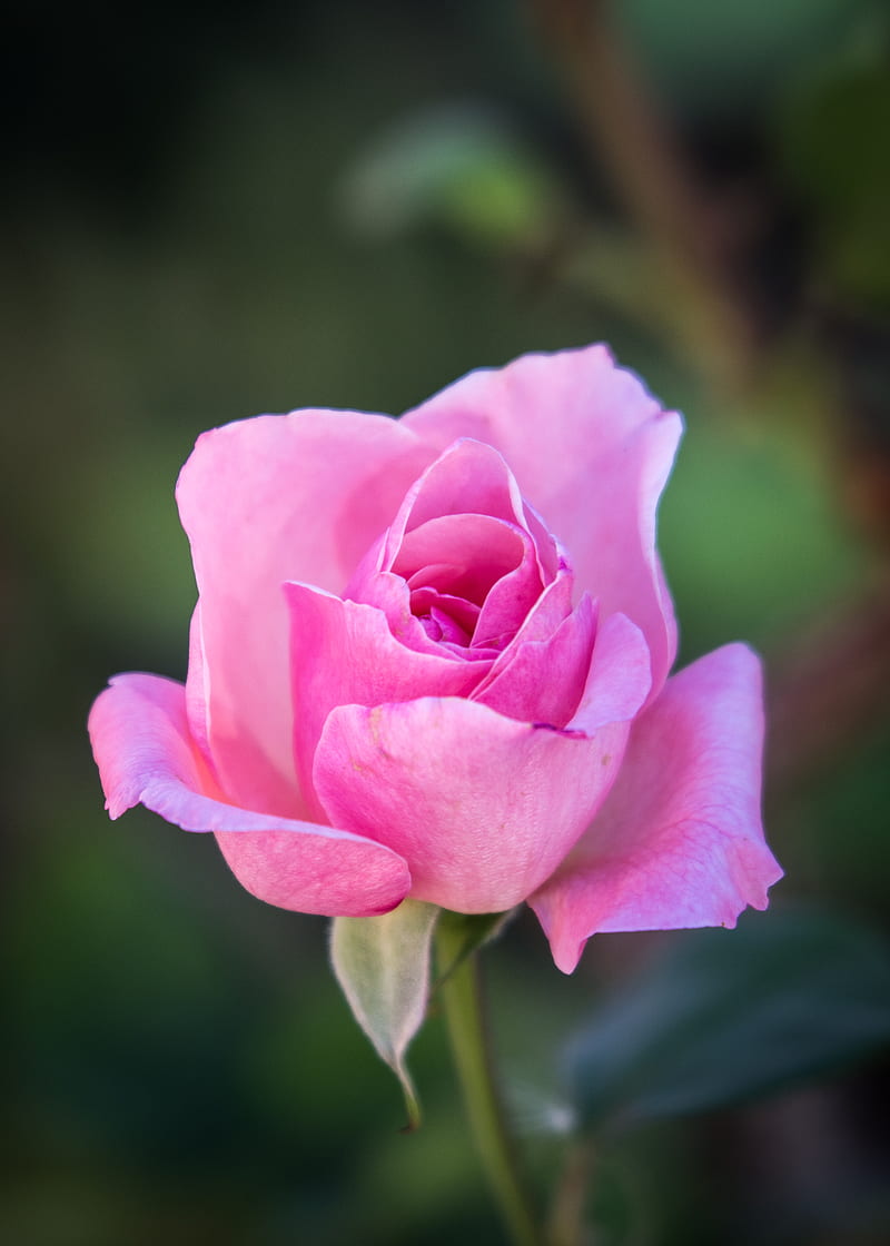 Pink rose in bloom during daytime, HD phone wallpaper | Peakpx