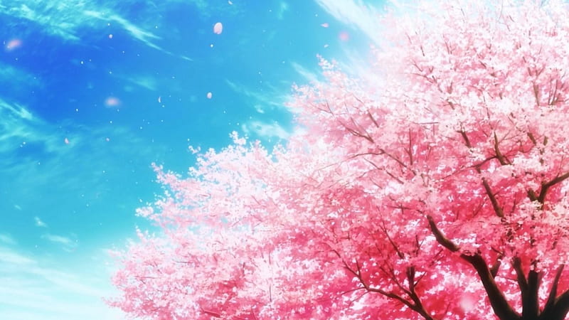 Anime Sakura, Scenery, Anime Scenery, Anime, Sakura, Tree, HD wallpaper