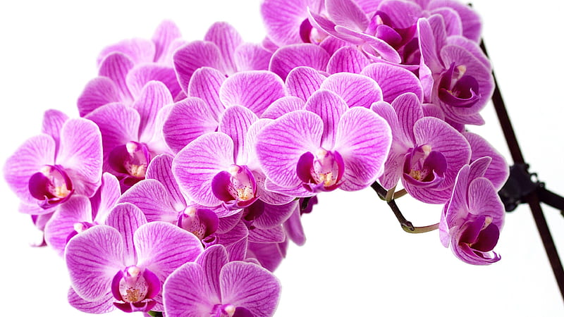 Purple Orchid (Page 1), Blue and Purple Orchids, HD wallpaper