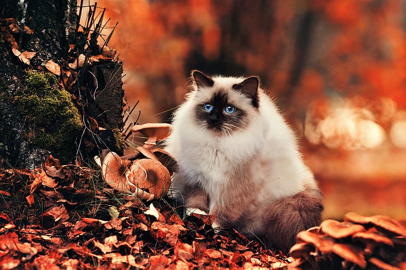 Cats, Cat, Leaf, Fall, Animal, Blue Eyes, Himalayan Cat, HD wallpaper